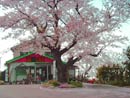 新茶屋の桜